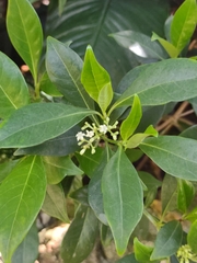 Psychotria ligustrifolia