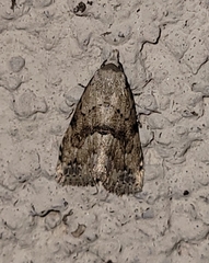 Dasyblemma straminea