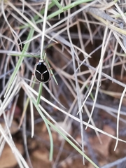 Phyllodromica marginata