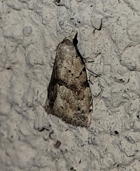 Dasyblemma straminea