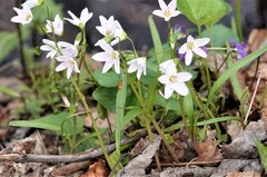 Claytonia virginica
