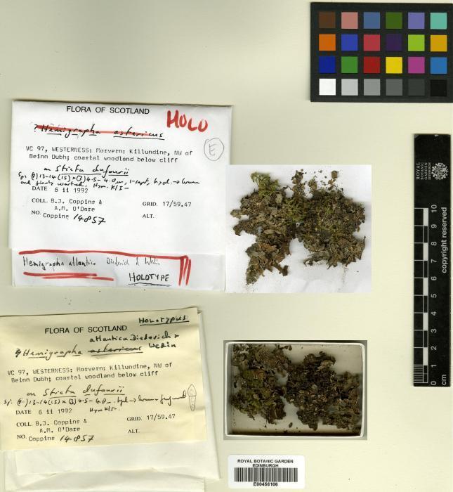 Hemigrapha