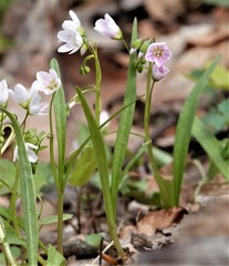 Claytonia virginica