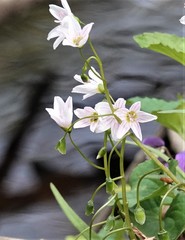 Claytonia virginica