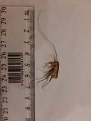 Hemiandrus