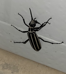 Epicauta atrivittata