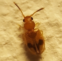 Psammoecus