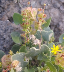Rumex vesicarius