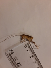Hemiandrus