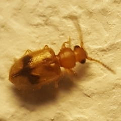 Psammoecus