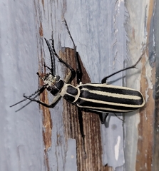 Epicauta atrivittata