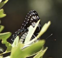 Limenitis weidemeyerii nevadae