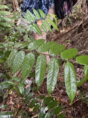 Casearia arborea