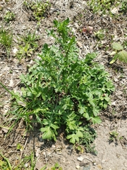 Sisymbrium officinale