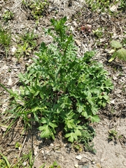 Sisymbrium officinale