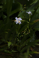 Iris japonica