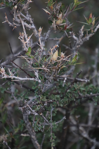 Image of Barleria stimulans by (c) Tony Rebelo, some rights reserved (CC BY-SA)