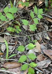 Campsis radicans image