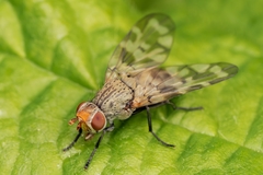Otites centralis