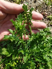 Sisymbrium officinale