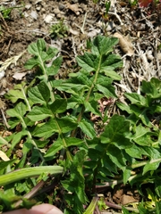 Sisymbrium officinale