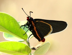 Mysoria affinis