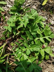 Sisymbrium officinale