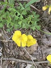 Oxalis macrantha