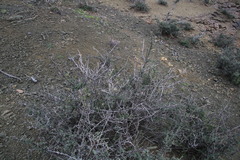 Barleria stimulans
