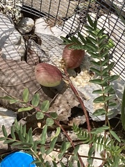Astragalus bibullatus