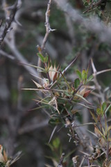 Barleria stimulans