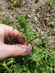 Sisymbrium officinale