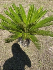 Cycas circinalis