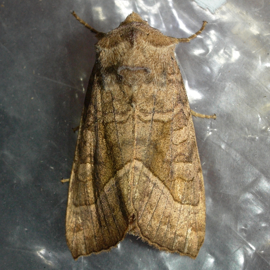 Hop Vine Borer Moth
