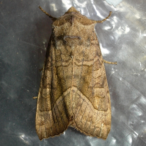 Hop Vine Borer Moth