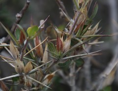 Barleria stimulans