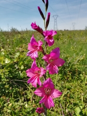 Gladiolus