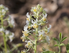Reseda jacquinii litigiosa