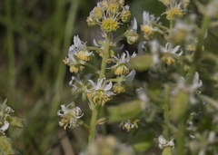 Reseda jacquinii litigiosa