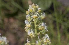 Reseda jacquinii litigiosa
