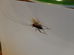 Hemiandrus