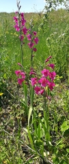 Gladiolus