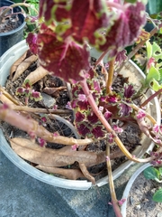 Coleus scutellarioides