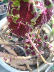 Coleus scutellarioides