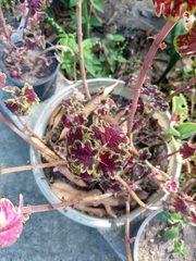 Coleus scutellarioides
