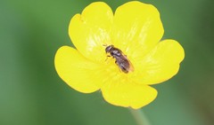 Cheilosia pagana