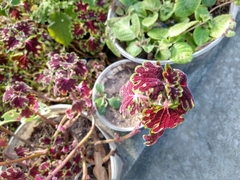 Coleus scutellarioides
