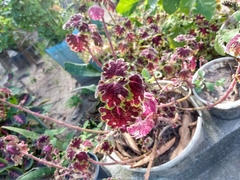 Coleus scutellarioides