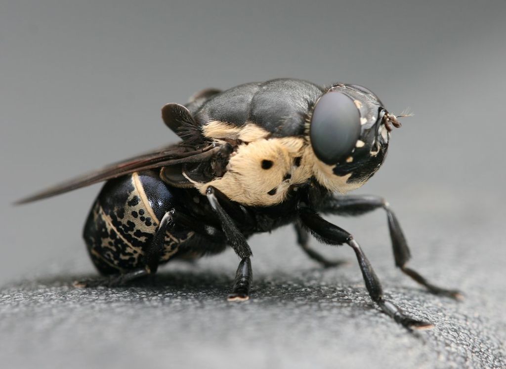 Cuterebra americana