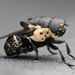 Cuterebra americana - Photo (c) hr_dragonfly,  זכויות יוצרים חלקיות (CC BY-NC)